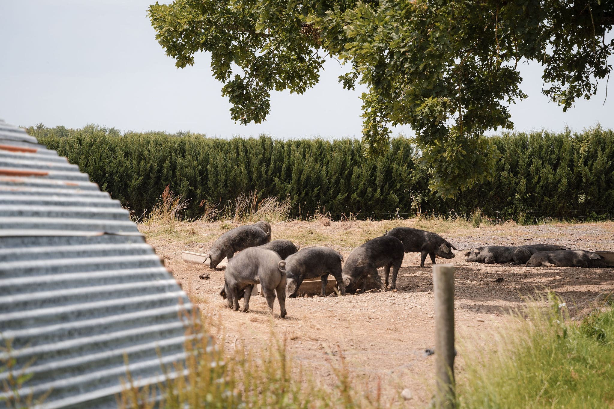 Porcs noirs dans le parc à la Ferme du Gioulé de Cazères-sur-l'Adour 40 qui se reposent