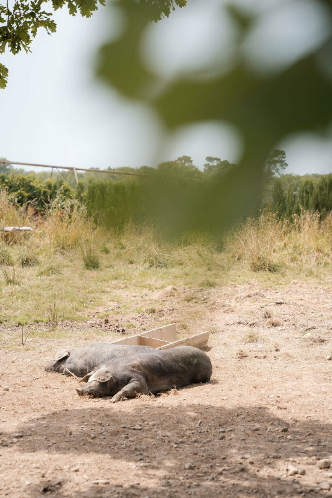 porcs noirs du Gioulé dans le 40 qui se prélassent au soleil
