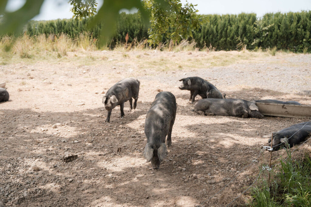 Porcs noirs des Landes en plein air en été